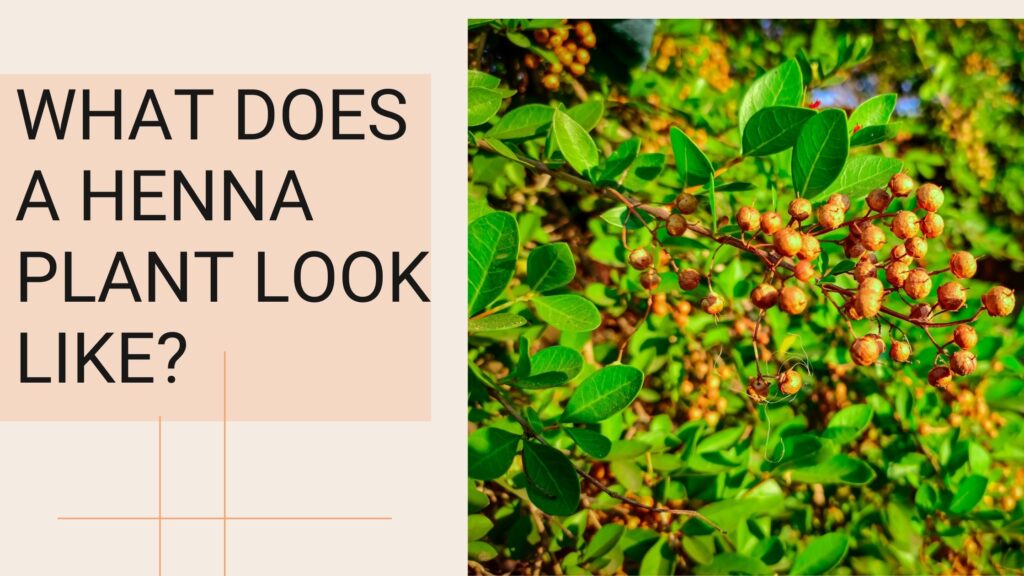 What Does Henna Plant Looks Like?